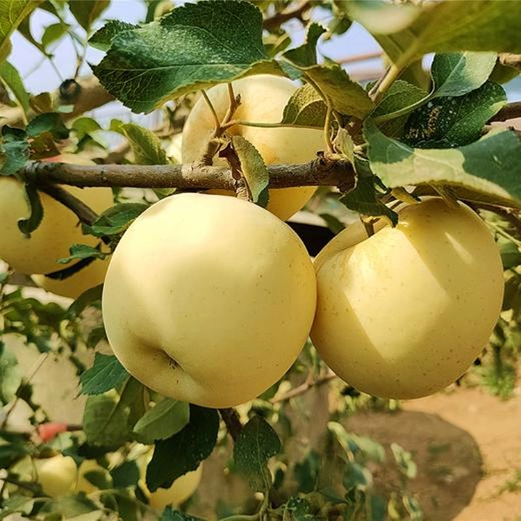 Alabapade Golden Nhu Apples