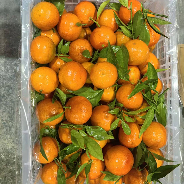 Alabapade Mashui Mandarin