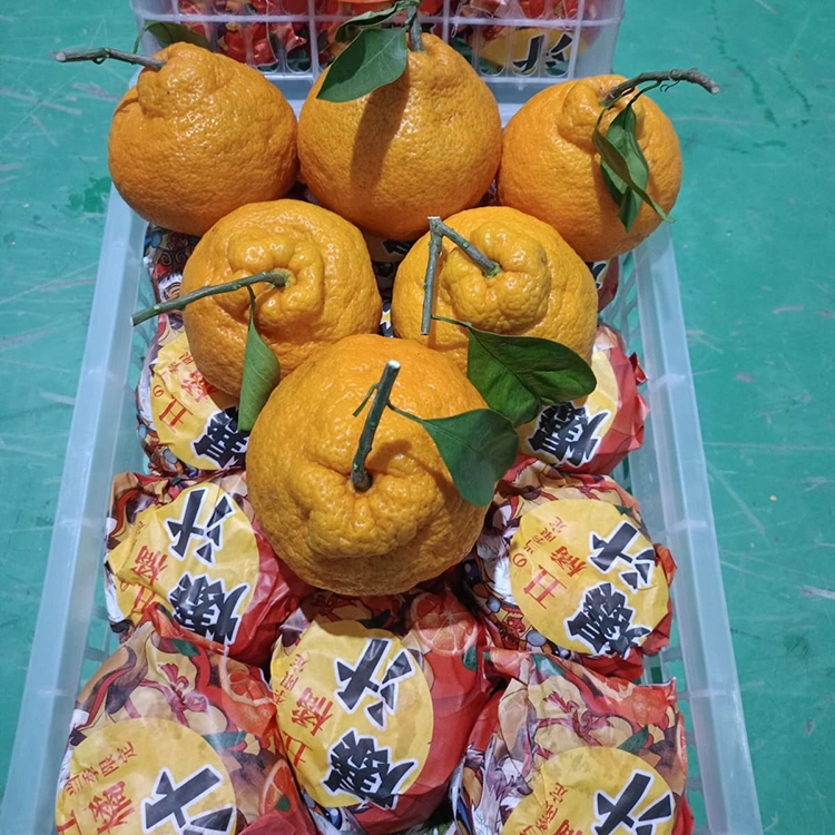 Alabapade Shiranui Mandarin