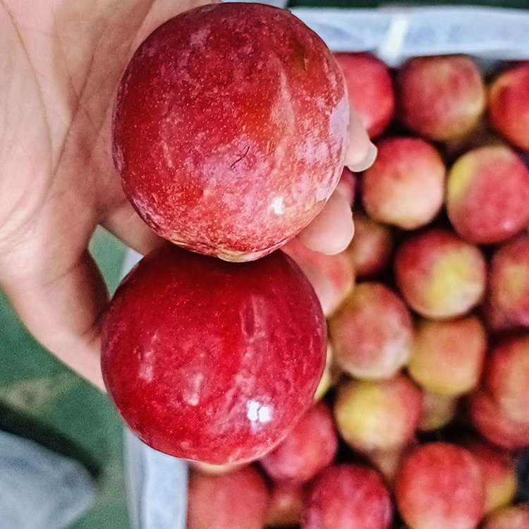 Alabapade Dun Red Meiyi Plum