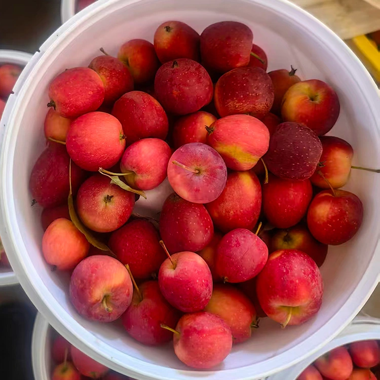 Ga-Ite Tuntun-Irugbin Kannada Cherry Apple