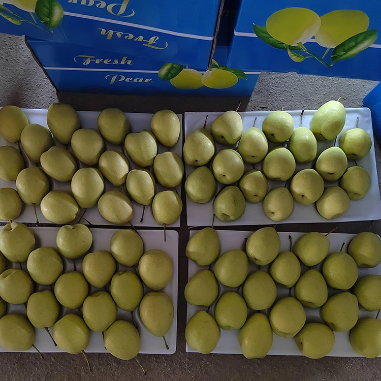 Nipa ti Dun Shandong Pears