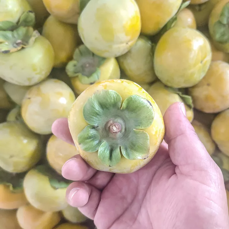 Ere Alabapade Crisp Persimmon