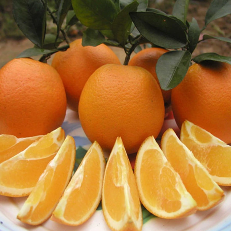 Ere Alabapade Didun Navel Oranges