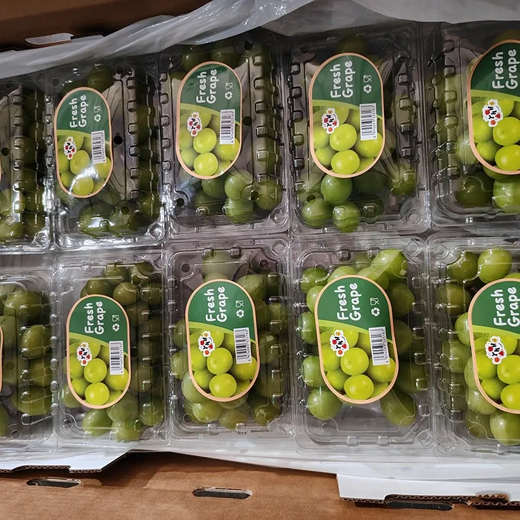 Ti a ti yan Alabapade Shine Muscat àjàrà